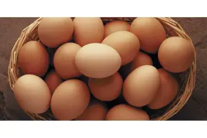 egg-supplier-malaysia