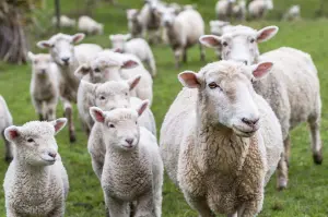 meat-poultry-seafood-supplier-singapore