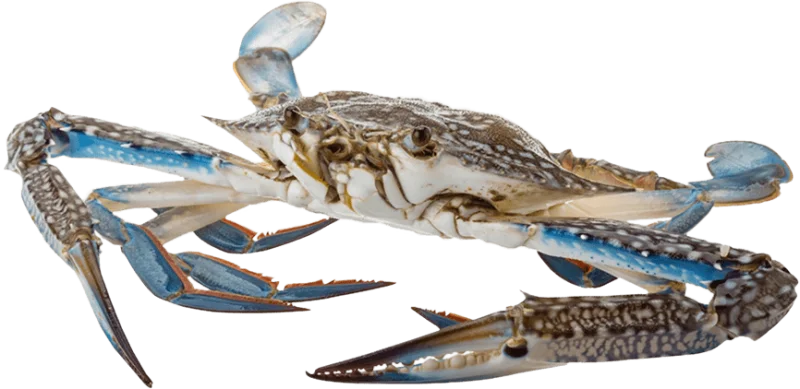 seafood-supplier-thailand
